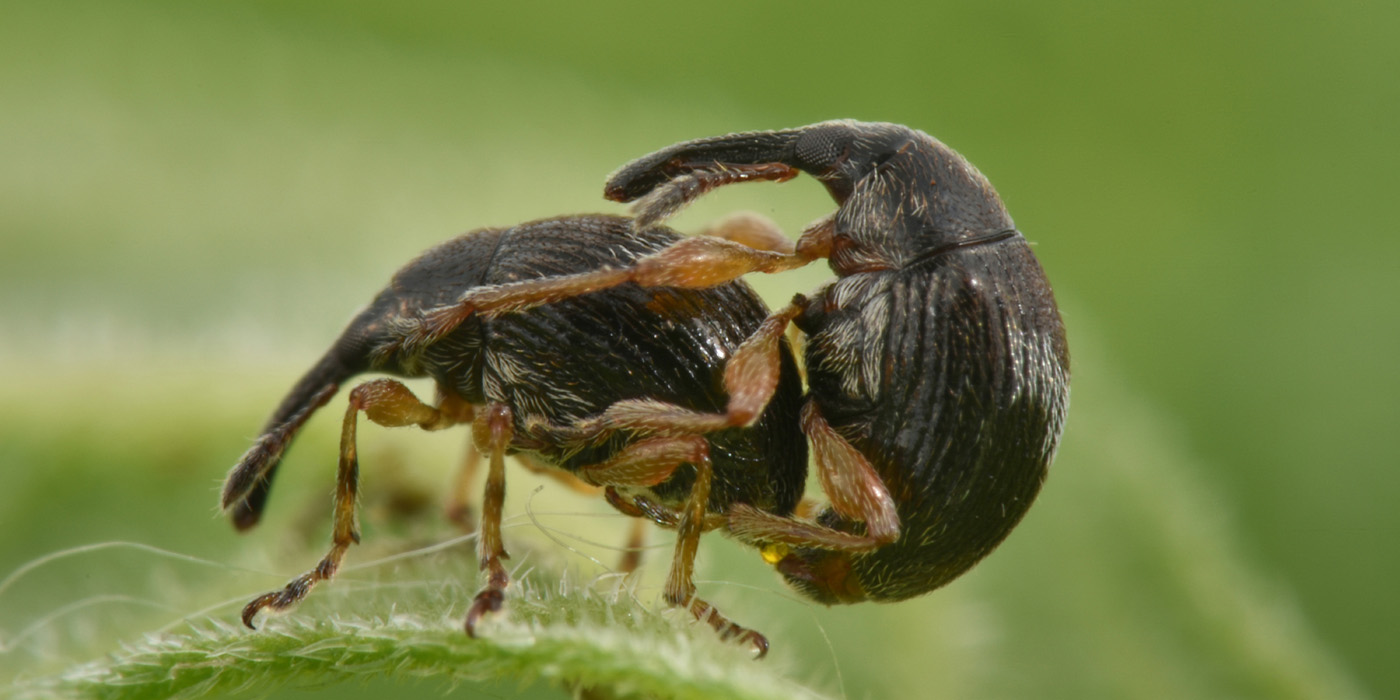 Nanophyidae: Nanomimus anulatus?  S !